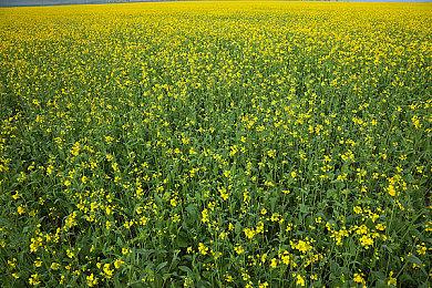 《师父》再推最新MOD作品 桐生一马乱入武侠世界